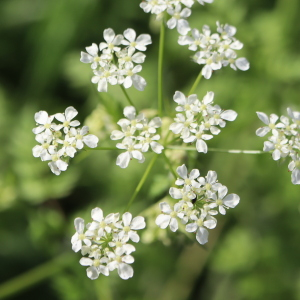 Anthriscus sylvestris (L.) Hoffm. [1814] [nn5290] par Bernard Legendre le 04/04/2024 - Château-Gaillard