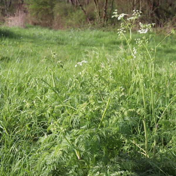 Anthriscus sylvestris (L.) Hoffm. [1814] [nn5290] par Bernard Legendre le 04/04/2024 - Château-Gaillard