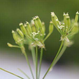 Anthriscus sylvestris (L.) Hoffm. [1814] [nn5290] par Bernard Legendre le 29/04/2024 - Château-Gaillard