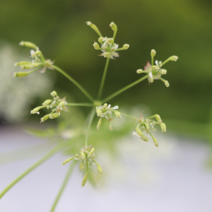 Anthriscus sylvestris (L.) Hoffm. [1814] [nn5290] par Bernard Legendre le 29/04/2024 - Château-Gaillard