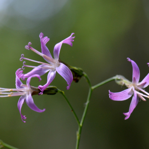 Prenanthes purpurea L. [nn53096] par Michel Pansiot le 26/06/2020 - Montmiral