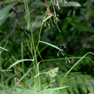 Prenanthes purpurea L. [nn53096] par Michel Pansiot le 26/06/2020 - Montmiral