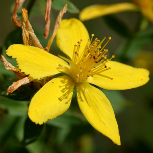 Hypericum perforatum L. [1753] [nn35348] par Michel Pansiot le 26/06/2020 - Montmiral