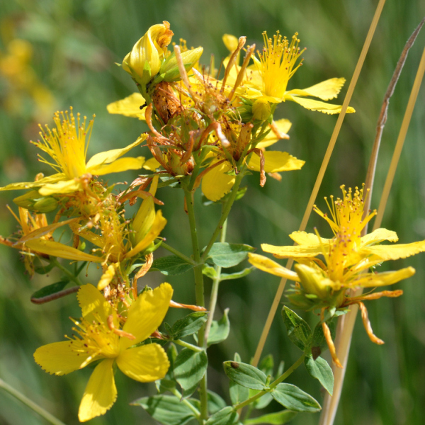 Hypericum perforatum L. [1753] [nn35348] par Michel Pansiot le 26/06/2020 - Montmiral