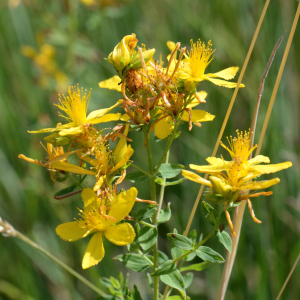 Hypericum perforatum L. [1753] [nn35348] par Michel Pansiot le 26/06/2020 - Montmiral