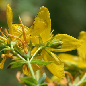 Hypericum perforatum L. [1753] [nn35348] par Michel Pansiot le 26/06/2020 - Montmiral