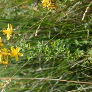 Hypericum perforatum L. [1753] [nn35348] par Michel Pansiot le 26/06/2020 - Montmiral