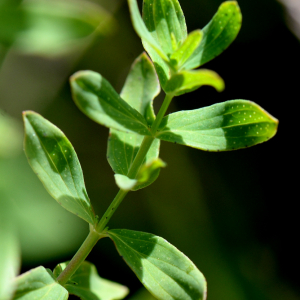 Hypericum perforatum L. [1753] [nn35348] par Michel Pansiot le 26/06/2020 - Montmiral