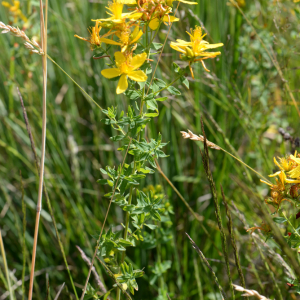 Hypericum perforatum L. [1753] [nn35348] par Michel Pansiot le 26/06/2020 - Montmiral