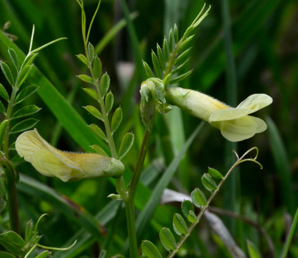 Vicia hybrida L. [1753] [nn71622] par Michel Pansiot le 03/05/2020 - Clérieux