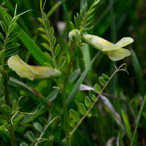 Vicia hybrida L. [1753] [nn71622] par Michel Pansiot le 13/05/2020 - Clérieux