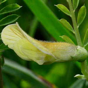 Vicia hybrida L. [1753] [nn71622] par Michel Pansiot le 13/05/2020 - Clérieux