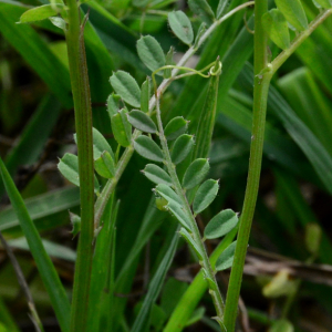 Vicia hybrida L. [1753] [nn71622] par Michel Pansiot le 13/05/2020 - Clérieux