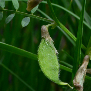 Vicia hybrida L. [1753] [nn71622] par Michel Pansiot le 13/05/2020 - Clérieux