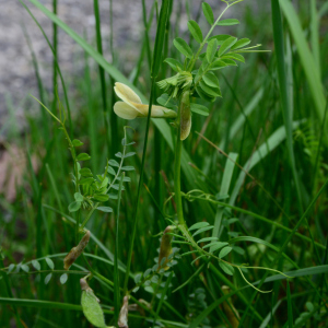 Vicia hybrida L. [1753] [nn71622] par Michel Pansiot le 13/05/2020 - Clérieux