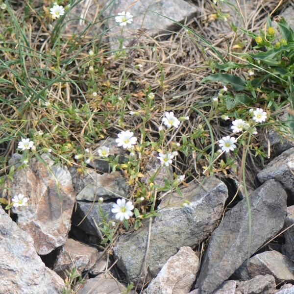 Cerastium alpinum L. [1753] [nn15733] par Jean-Claude Lincker le 03/08/2024 - Villar-d'Arêne