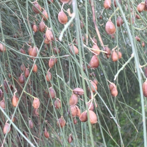 Retama monosperma (L.) Boiss. [1840] [nn75324] par Michel Gaubert le 10/09/2020 - La Londe-les-Maures