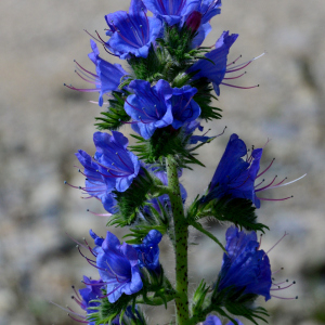 Echium vulgare L. [nn23559] par Michel Pansiot le 03/05/2020 - Clérieux