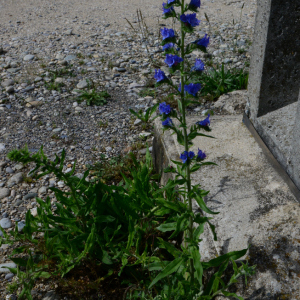 Echium vulgare L. [nn23559] par Michel Pansiot le 03/05/2020 - Clérieux