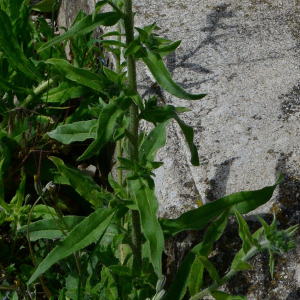 Echium vulgare L. [nn23559] par Michel Pansiot le 03/05/2020 - Clérieux