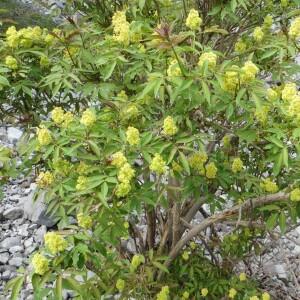 Sambucus racemosa subsp. racemosa [nn60252] par Michel Gaubert le 14/06/2016 - Le Lauzet-Ubaye