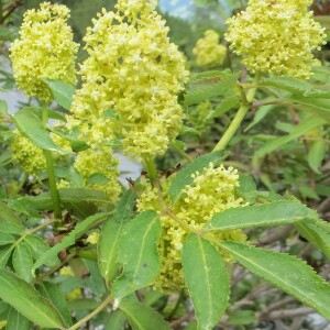 Sambucus racemosa subsp. racemosa [nn60252] par Michel Gaubert le 14/06/2016 - Le Lauzet-Ubaye