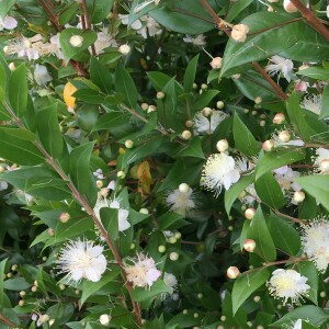 Myrtus communis L. [1753] [nn43452] par Michel Gaubert le 16/07/2024 - Suscinio