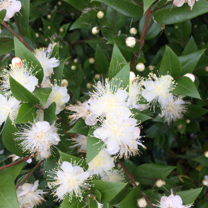 Myrtus acutifolia (L.) Sennen & Teodoro (Myrte commun)