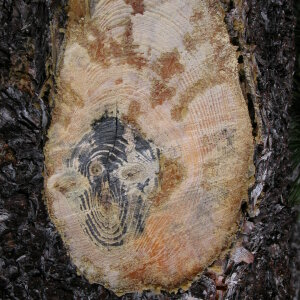 Pinus mugo subsp. uncinata (Ramond ex DC.) Domin [1936] [nn49661] par Liliane Pessotto le 14/06/2005 - Les Angles