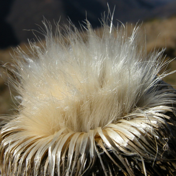 Cirsium eriophorum (L.) Scop. [1772] [nn17573] par Liliane Pessotto le 21/01/2008 - Sentein