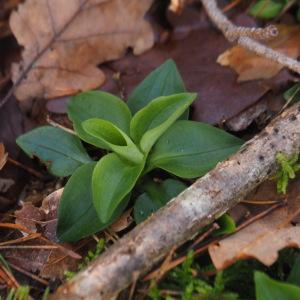 Goodyera repens (L.) R.Br. [1813] [nn30615] par Jacques Valiergue le 13/12/2024 - Serbannes