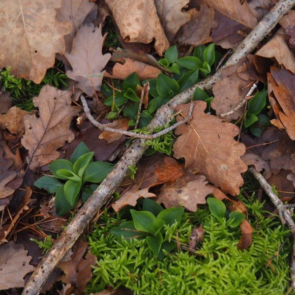 Goodyera repens (L.) R.Br. [1813] [nn30615] par Jacques Valiergue le 13/12/2024 - Serbannes