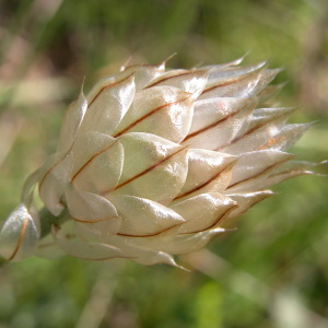 Catananche caerulea L. [1753] [nn14787] par Liliane Pessotto le 26/06/2005 - Lavaurette