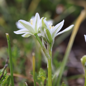 Ornithogalum umbellatum L. [1753] [nn46526] par Bernard Legendre le 27/04/2024 - Pont-d'Ain