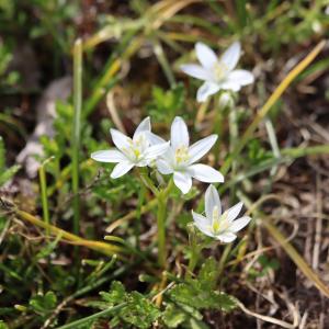 Ornithogalum umbellatum L. [1753] [nn46526] par Bernard Legendre le 27/04/2024 - Pont-d'Ain