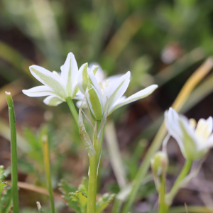 Ornithogalum umbellatum L. [1753] [nn46526] par Bernard Legendre le 27/04/2024 - Pont-d'Ain