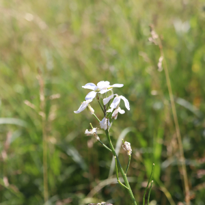 Hesperis matronalis L. [1753] [nn31868] par Bernard Legendre le 16/06/2022 - Plateau d'Hauteville