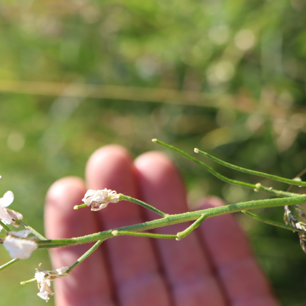 Hesperis matronalis L. [1753] [nn31868] par Bernard Legendre le 16/06/2022 - Plateau d'Hauteville