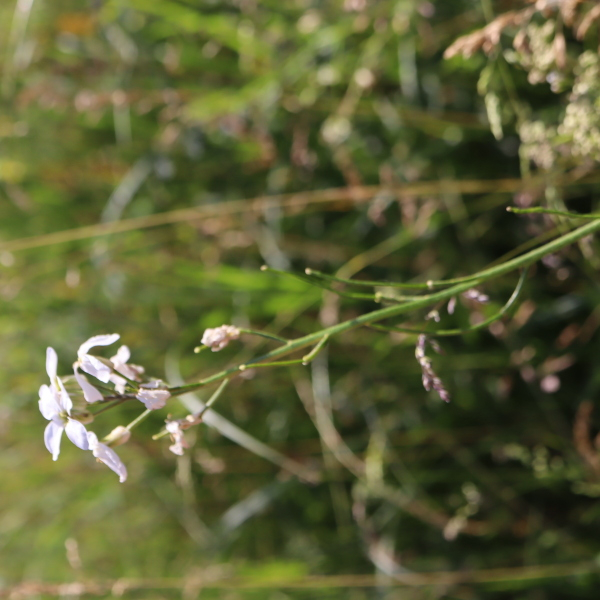 Hesperis matronalis L. [1753] [nn31868] par Bernard Legendre le 16/06/2022 - Plateau d'Hauteville