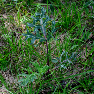 Eryngium campestre L. [nn25380] par Michel Pansiot le 07/05/2020 - Clérieux