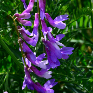 Vicia cracca L. [nn71543] par Michel Pansiot le 08/05/2020 - Clérieux