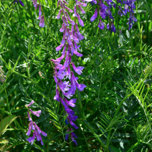 Vicia cracca L. [nn71543] par Michel Pansiot le 08/05/2020 - Clérieux