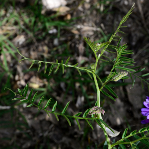 Vicia cracca L. [nn71543] par Michel Pansiot le 08/05/2020 - Clérieux