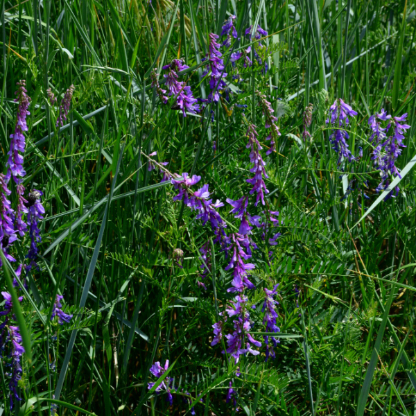 Vicia cracca L. [nn71543] par Michel Pansiot le 08/05/2020 - Clérieux