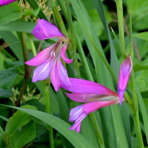 Photographie n°2961795 du taxon Gladiolus italicus Mill.