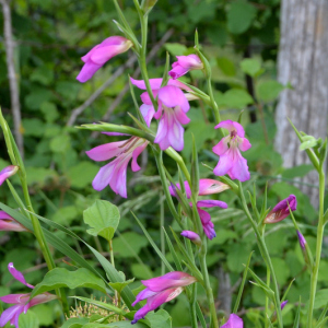Photographie n°2961797 du taxon Gladiolus italicus Mill.