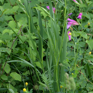 Photographie n°2961799 du taxon Gladiolus italicus Mill.