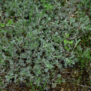 Photographie n°2961820 du taxon Artemisia campestris L.