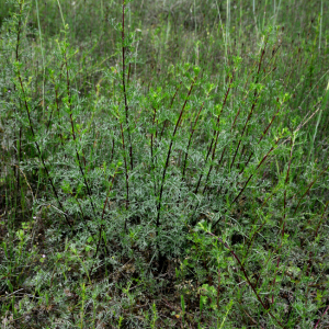 Photographie n°2961823 du taxon Artemisia campestris L.