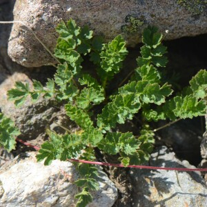 Geum reptans L. [1753] [nn30134] par Jean-Claude Lincker le 03/08/2024 - Villar-d'Arêne